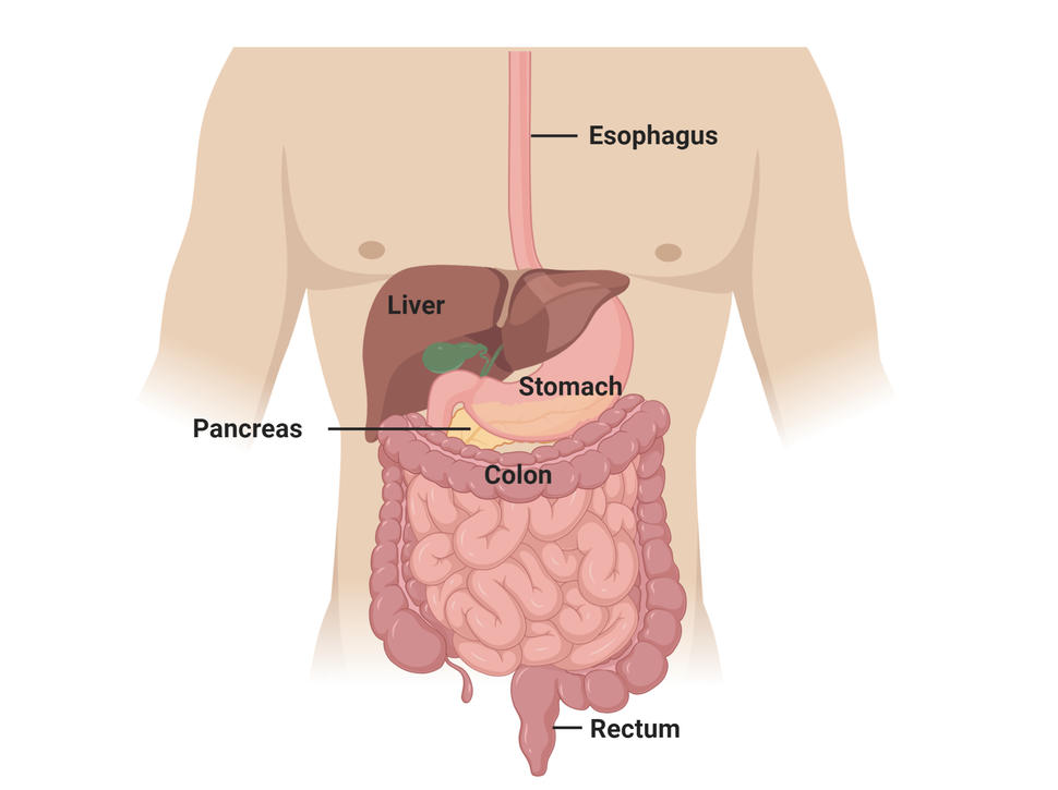GI Cancers Treatment in HSR Layout