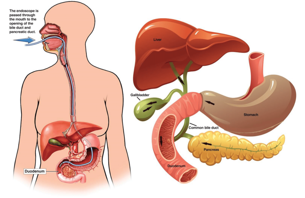 ERCP in HSR Layout