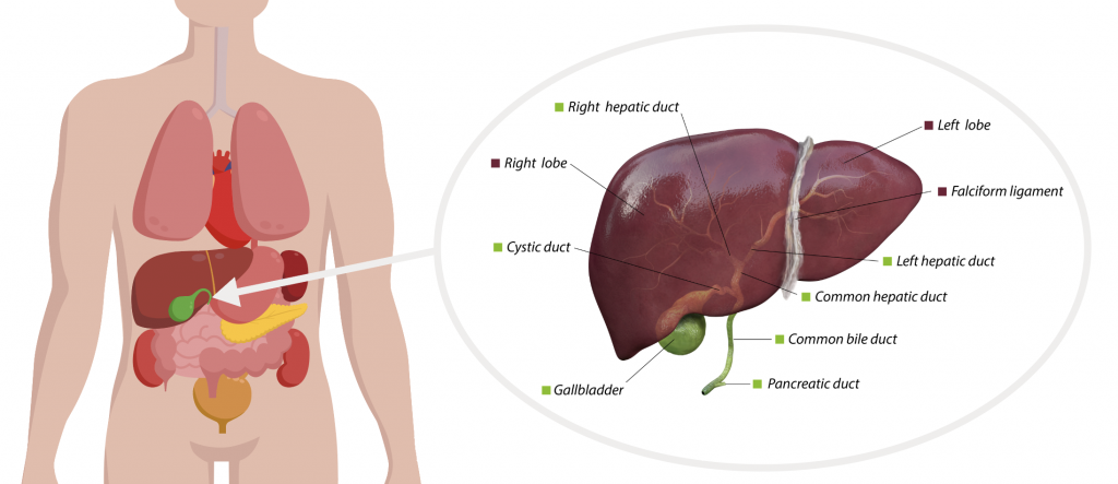Gallbladder Cancer Treatment in HSR Layout